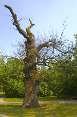 Very old and half destroyed oak in the park clipart