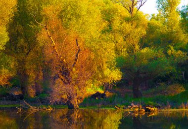 ağaçlar ve Nehri kıyısında güneşli bir sonbahar gününde gösterilen manzara