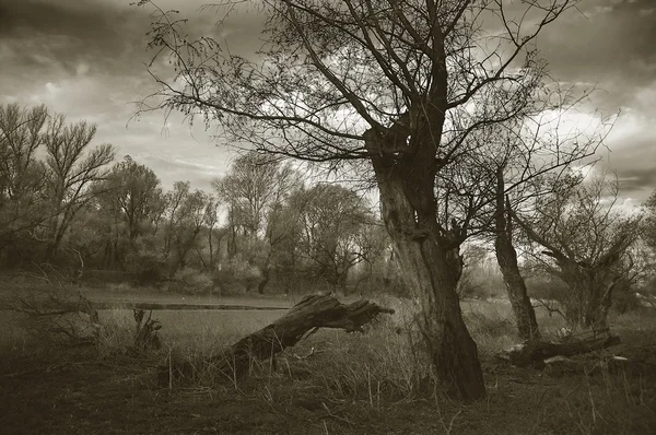 Noche de otoño en la naturaleza en blanco y negro — Foto de Stock