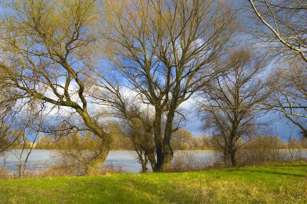 Piękne rzeki krajobraz z zielonej trawy, drzewa i błękitne niebo pełne — Zdjęcie stockowe