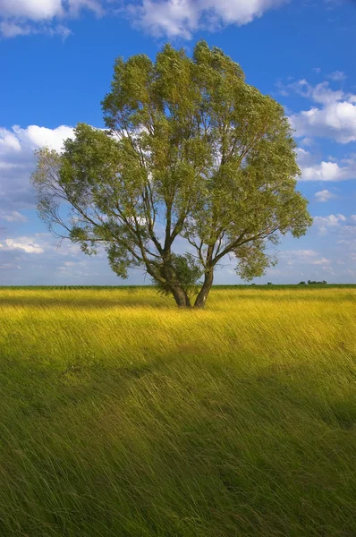 Einsam steht ein Baum auf der Wiese. es ist ein sonniger Tag mit blauem Himmel — Stockfoto