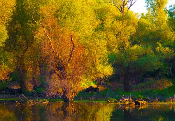 Пейзаж с берегом реки и деревьями в солнечный осенний день — стоковое фото