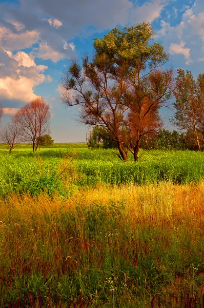 Kolorowy krajobraz Fotografia wyświetlone porośnięte roślinnością i rozproszone drzewa — Zdjęcie stockowe