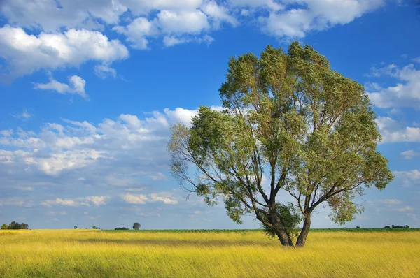Lonely tree stands in the meadow. It is a sunny day with blue sky — Stock Photo, Image
