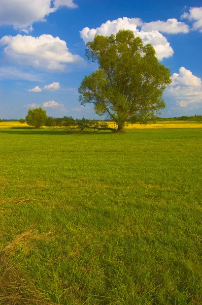 Lonely tree stands at the end of the meadow, with beautiful blue sky — Stock Photo, Image