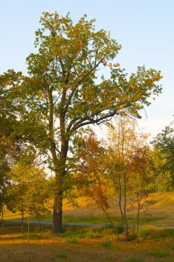 Güzel park güneşli yaz gününde