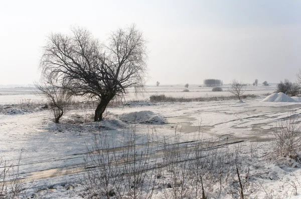 stock image Snowy winter day in the meadow