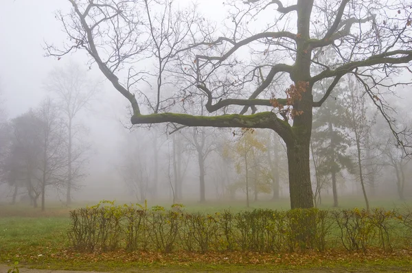 Grand arbre dans le brouillard — Photo