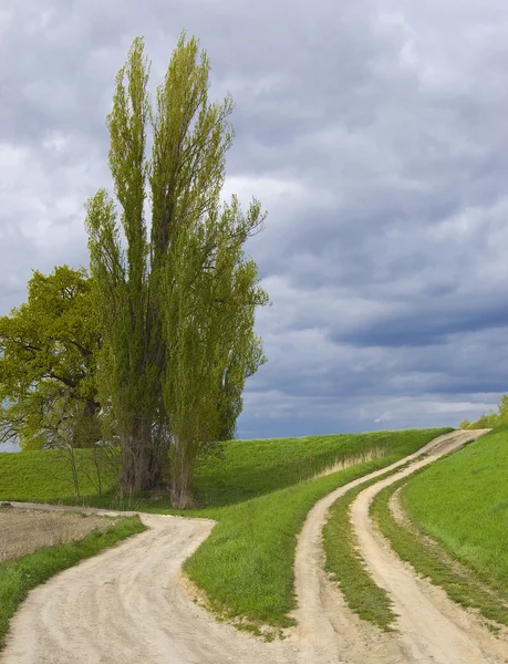 Curvas, polvoriento camino corre entre roble gigantesco y árbol muy alto — Foto de Stock