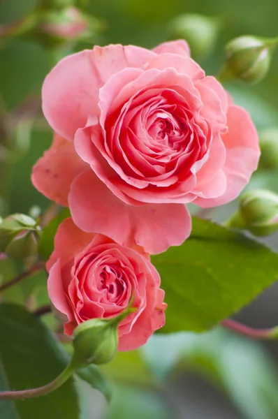 stock image Beautiful pink rose