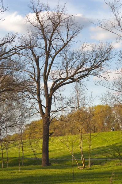 Sehr hoher Baum steht stolz im Wald — Stockfoto
