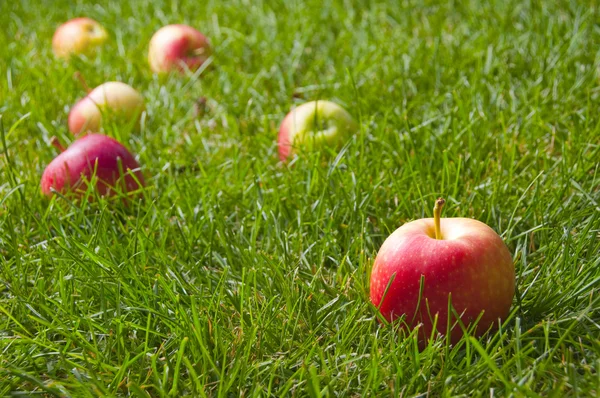 Belles pommes rouge-jaune dispersées sur l'herbe verte fraîche — Photo