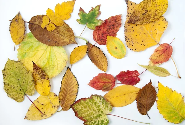 Feuilles d'automne de différentes couleurs et formes provenant de différents arbres — Photo