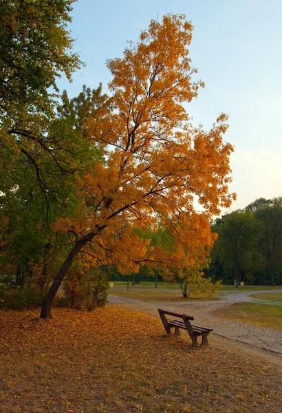 Noite de outono no belo parque . — Fotografia de Stock