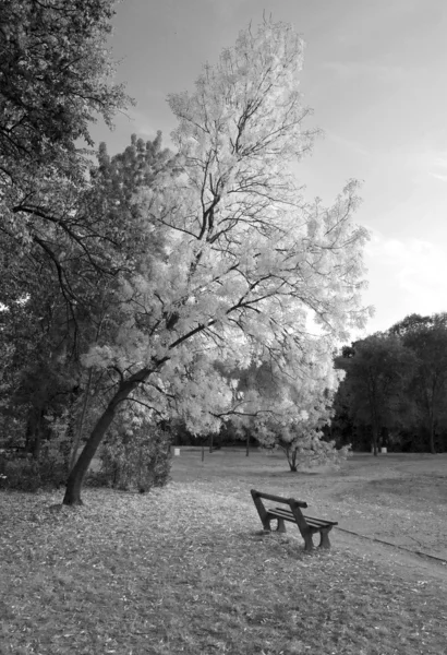Höstkväll i den vackra parken i svart och vitt — Stockfoto