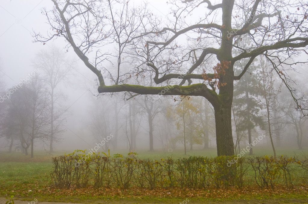 Big tree in the fog