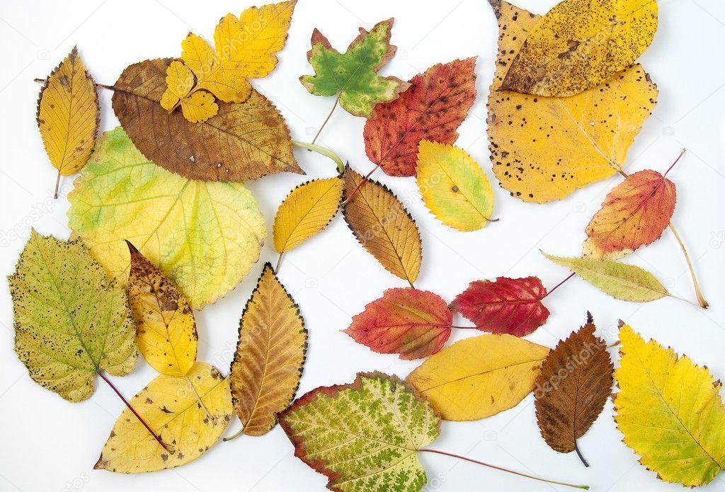 autumn-leaves-in-different-colors-and-shapes-from-different-trees