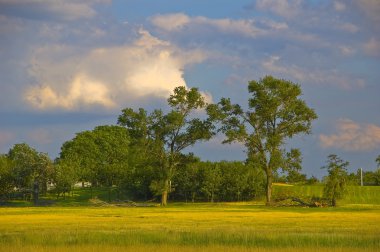 ağaçlar çayırda duruyor. Beyaz ve mavi gökyüzü ile güneşli bir gün