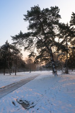 güzel kış manzara gösteren park kar