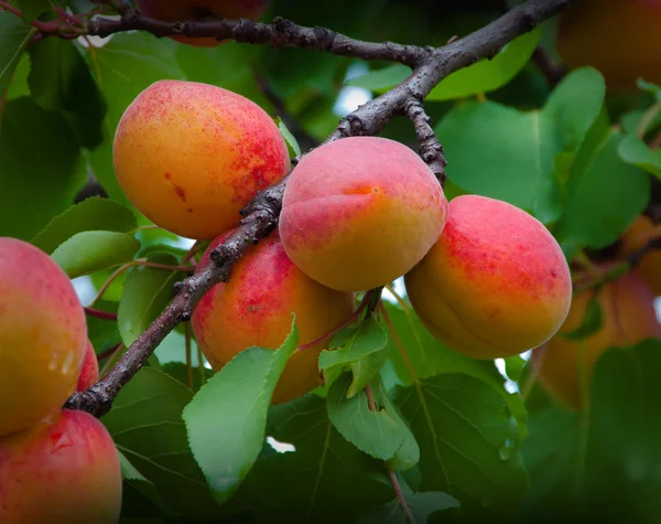 Branch full of tasty apricots — Stock Photo, Image