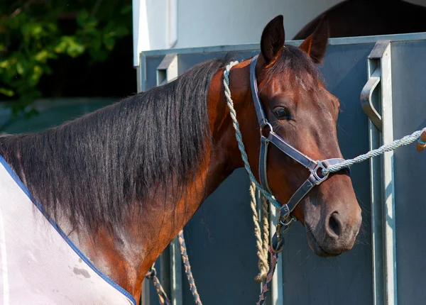 stock image Beautiful race horse tied to the back of the truck after the race