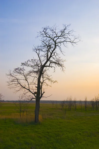 孤独な木は夕暮れ時に草が茂った平野の真ん中に立っています。 — ストック写真