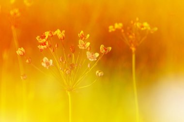 çayır çim ve çiçek altın güneş ışığı altında