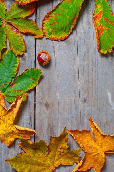 Hojas coloridas en el suelo de madera — Foto de Stock