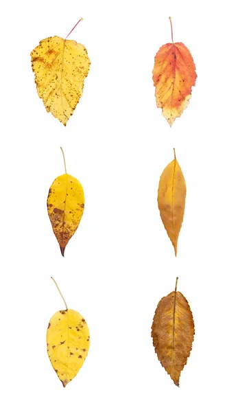 Six beautiful autumn leaves isolated on the white background — Stock Photo, Image