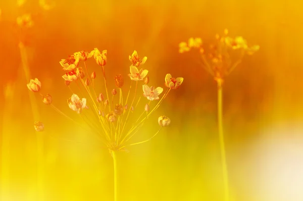 Luční tráva a květiny za zlaté slunce — Stock fotografie