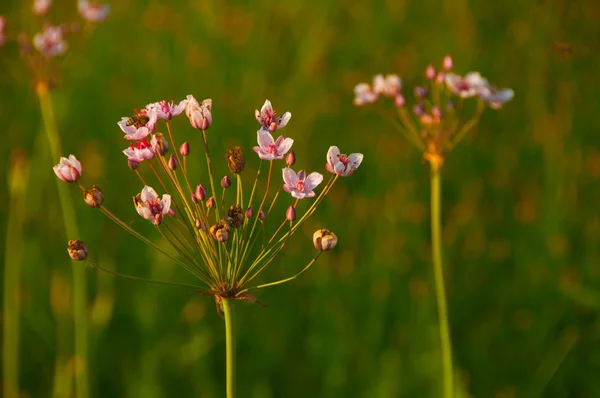 Close up of the meadow flowers at sunset — Stock Photo, Image