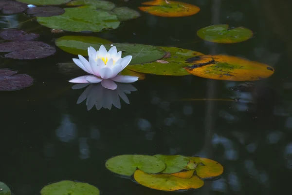 Bunga bakung air yang indah — Stok Foto