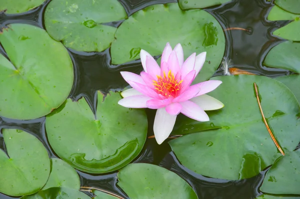 stock image Beautiful water lily