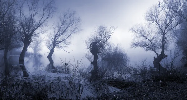 안개가 날에 오래 된 나무를 보여주는 소 름 풍경 — 스톡 사진