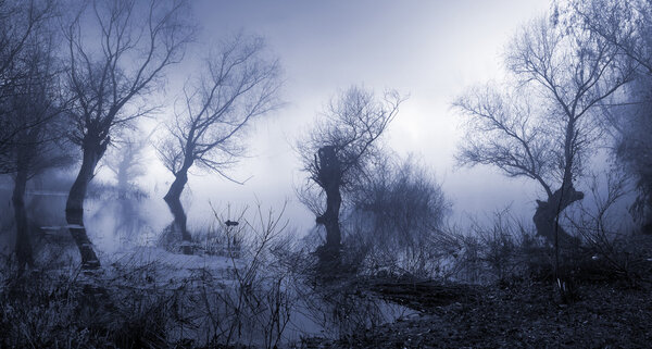 Creepy landscape showing old trees on the foggy autumn day