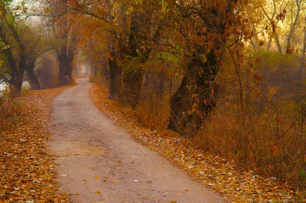 Pequena estrada leva profundamente na floresta antiga — Fotografia de Stock