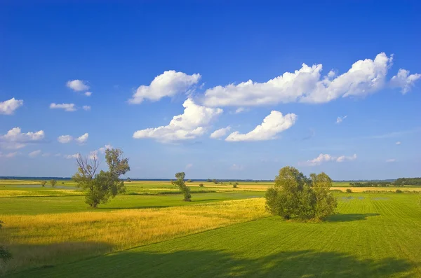 Зеленые луга и желтые поля — стоковое фото