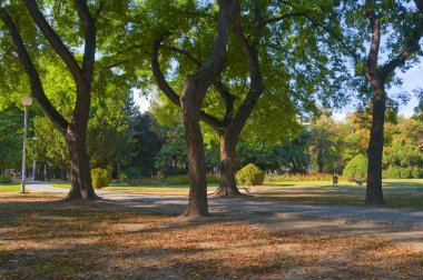 güzel bir sonbahar akşam Park