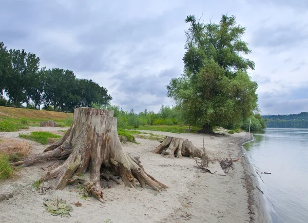 I tronchi dei due alberi perfettamente sani che sono stati abbattuti — Foto Stock
