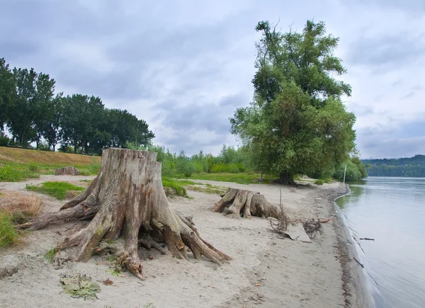 Baumstämme der beiden vollkommen gesunden Bäume, die gefällt wurden — Stockfoto