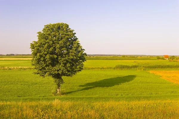 Schöner grüner Baum steht auf der Wiese an einem sonnigen Sommertag — Stockfoto