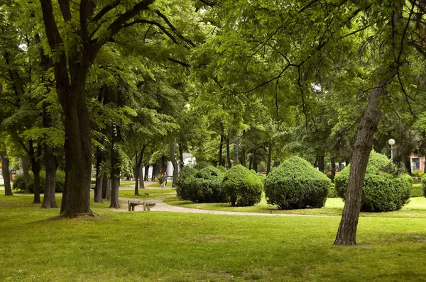 Parque verde com belos arbustos grandes colocados em círculo — Fotografia de Stock