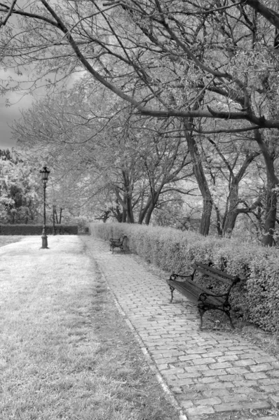 Höstkväll i den vackra parken i svart och vitt — Stockfoto