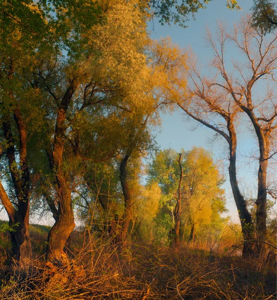 Krajina fotografie krásné divoké Les na podzim — Stock fotografie
