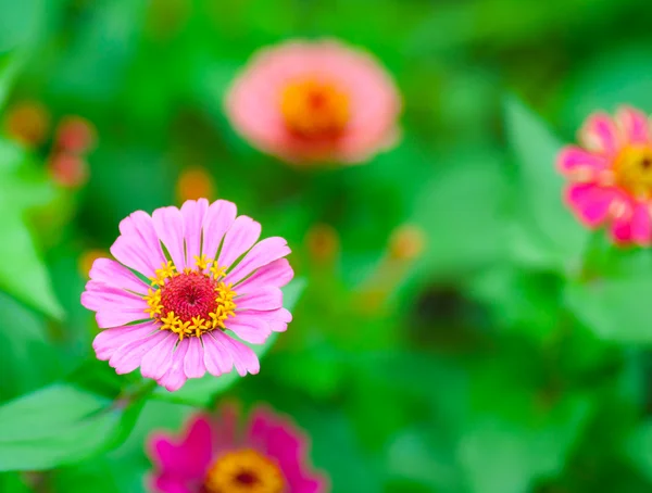 Krásné růžové a fialové květy — Stock fotografie