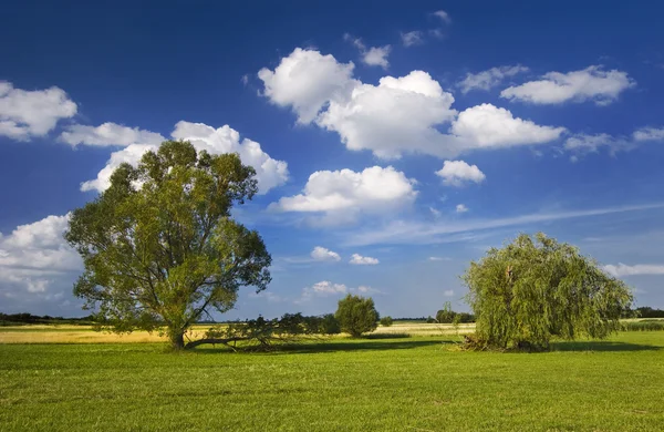 Lonely tree stands in the meadow. It is a sunny day with blue sky — Stock Photo, Image