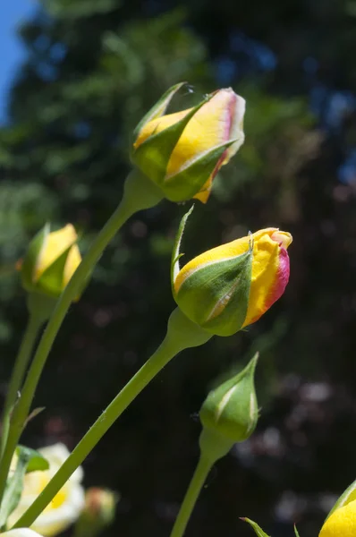 Krásné žluté růže bud — Stock fotografie