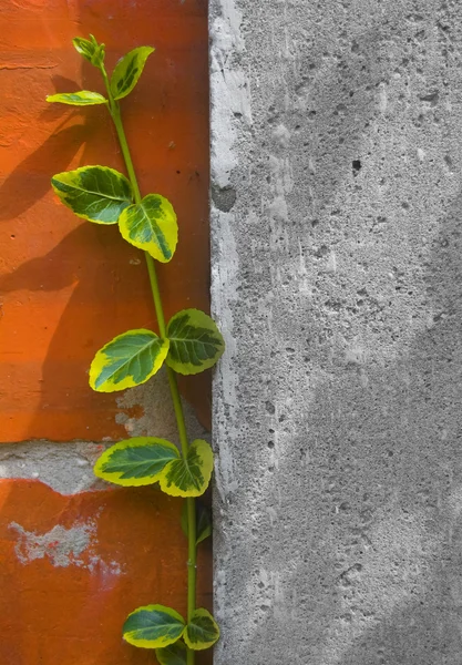 stock image Yellow green vine climbs the red brick wall