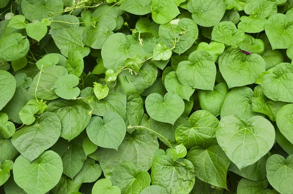 stock image Living green wall made of vines big, meaty leaves