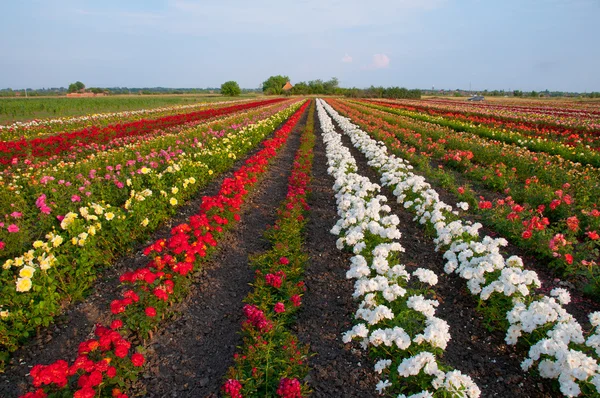 stock image Roses on the field